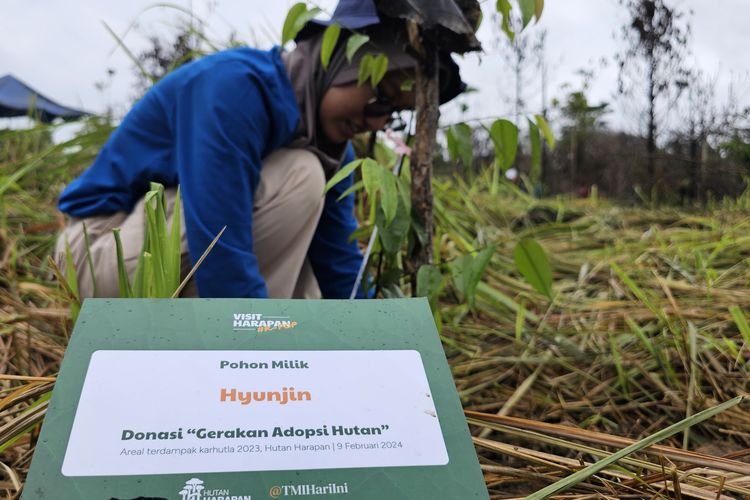 Nasywa Azzahra (20) menanam bibit pohon merawan dalam aksi tanam pohon bersama komunitas K-pop di Hutan Harapan, Jambi, Jumat (9/2/2024).