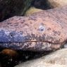Amfibi Terbesar di Dunia Ditemukan, Salamander Raksasa Hampir 2 Meter