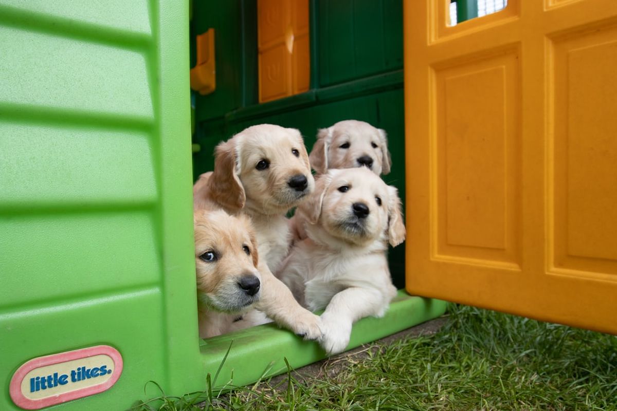Penting untuk menyediakan anjing peliharaan memiliki tempat nyaman untuk tidur dan bebas dari gangguan lingkungan.