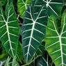 Cara Memperbanyak Tanaman Alocasia dari Umbinya