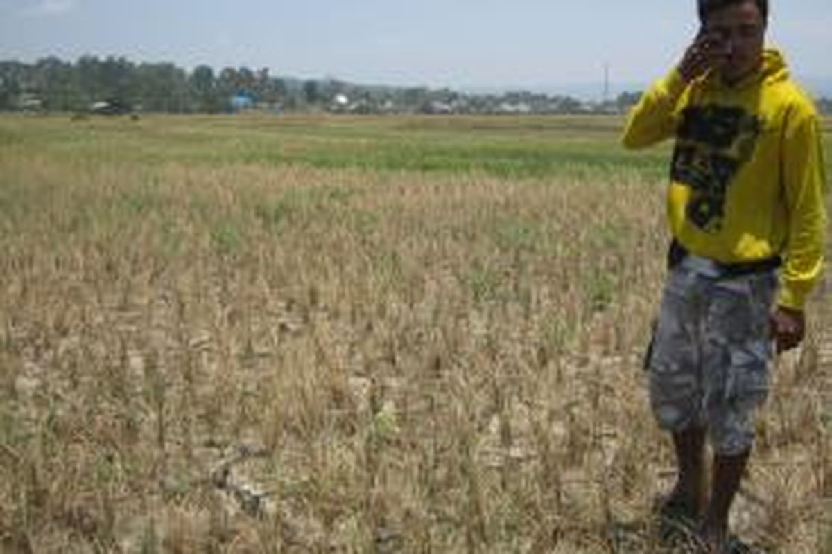 Foto petani dan bentangan areal tanaman padi yang mengering akibat kemarau di Poso, Sulawesi Tengah.