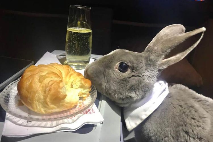 Coco sang kelinci terlihat sedang menikmati croissant dan champagne dalam penerbangan kelas bisnis menuju Jepang dari San Fransisco