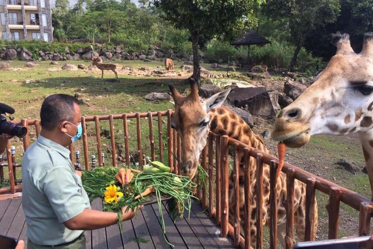Foto : 7 Pilihan Hotel Dekat Taman Safari Prigen, Mulai dari Rp 300.000