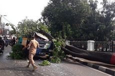 Pohon Tumbang Timpa Truk di Ampera Jaksel, Satu Orang Luka