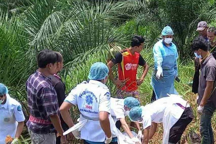 Seekor gajah dilaportan telah menyerang seorang pawang dengan gadingnya di sebuah perkebunan karet di Provinsi Phang Nga, Thailand pada Rabu (17/8/2022) pagi waktu setempat.