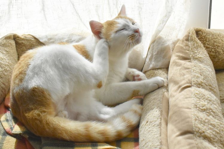 5 Tips Menghilangkan Kutu pada Kucing Peliharaan, Mudah Dilakukan di Rumah