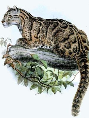 Ilustrasi Neofelis nebulosa brachyura atau macan tutul formosa asli Taiwan. Gambar ini diilustrasikan oleh Joseph Wolf dan diterbitkan dalam Proceedings of the Zoological Society of London tahun 1862.