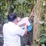 BKSDA Jambi Lepasliarkan 2 Beruang Madu, Burung Tiung Mas, hingga Ular Sanca Batik