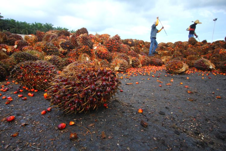 Ilustrasi sawit. Harga pembelian tandan buah segar (TBS) kelapa sawit oleh pabrik minyak kelapa sawit di Kabupaten Mukomuko, Provinsi Bengkulu, naik hingga mencapai Rp100/kilogram, karena pengaruh kenaikan harga minyak mentah (CPO) dunia, Rabu (14/9/2022).