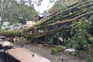 Ngaku Hanya Tebang 4 Pohon, Pelaku Penebangan 12 Pohon Tanpa Izin di Cijerah Bandung Terungkap