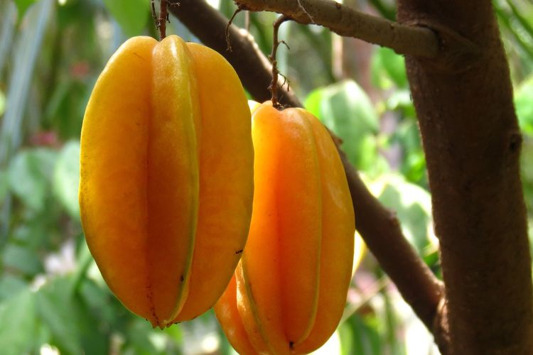 Ilustrasi buah belimbing di pohon, pohon belimbing.