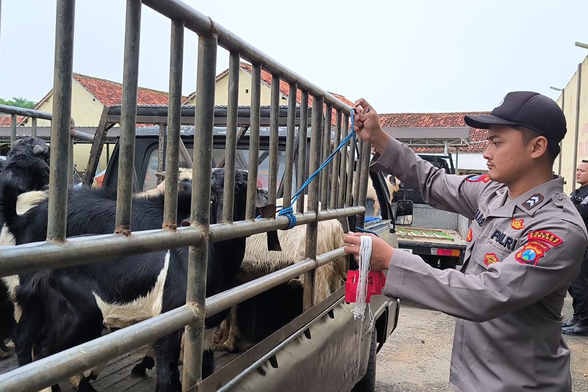 Seorang anggota polsek mengikat kambing yang dinaikkan ke mobil bak terbuka atau pikap.