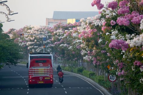 Bunga Tabebuya Bikin Surabaya Jadi Warna-warni, Ini Sederet Fakta soal Tanaman Tersebut