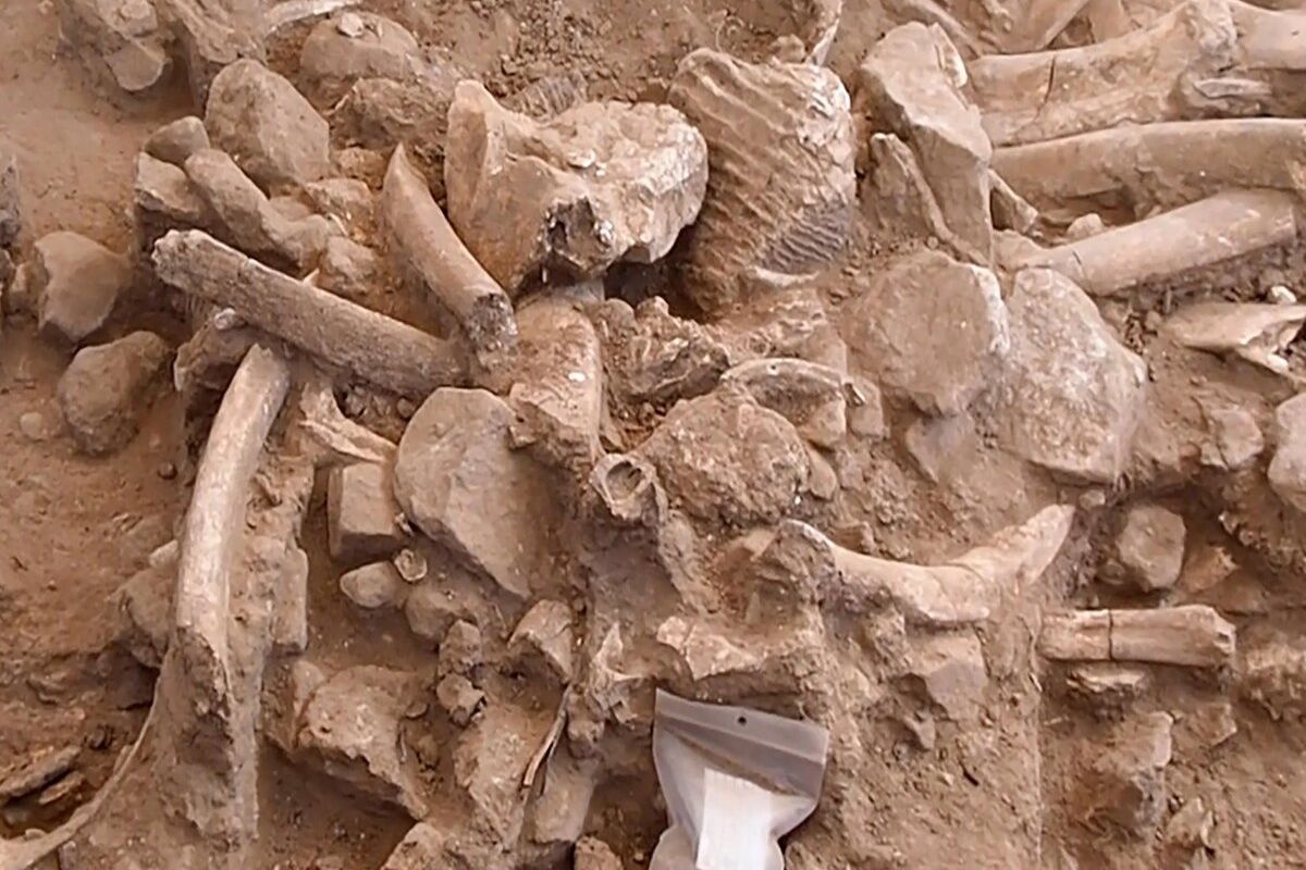 Tumpukan tulang mammoth yang baru ditemukan di New Mexico. Penemuan fosil tulang ini menunjukkan bukti pembantaian mammoth yang dilakukan oleh manusia.