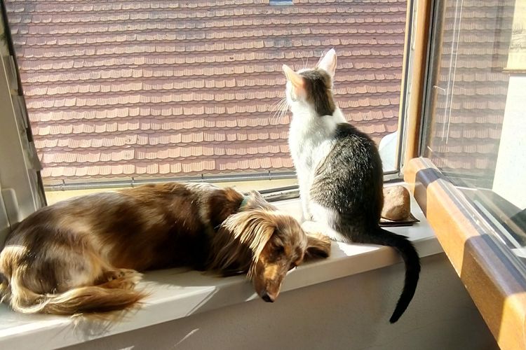 Usia Hidup Rata-rata Kucing dan Anjing di Indonesia Hanya 6 Tahun