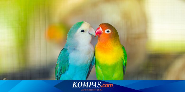 3 Cara Membuat Lovebird Ngekek Panjang Halaman all - Kompas.com