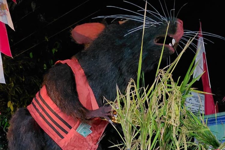 Tikus Berompi Oranye Bertuliskan 