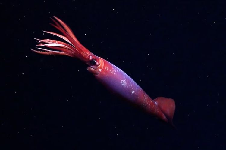 Di perairan dingin dekat Antartika, cumi-cumi yang sulit ditangkap, Gonatus antarcticus, baru-baru ini terlihat oleh kendaraan yang dioperasikan dari jarak jauh. Ini adalah pertama kalinya cumi-cumi ini terlihat hidup.