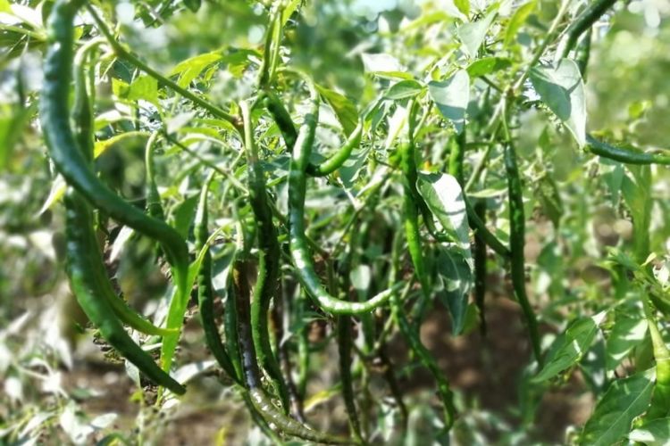 Cabai lokal yang baru 3 kali panen 