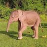 Bayi Gajah Putih Langka Lahir di Myanmar