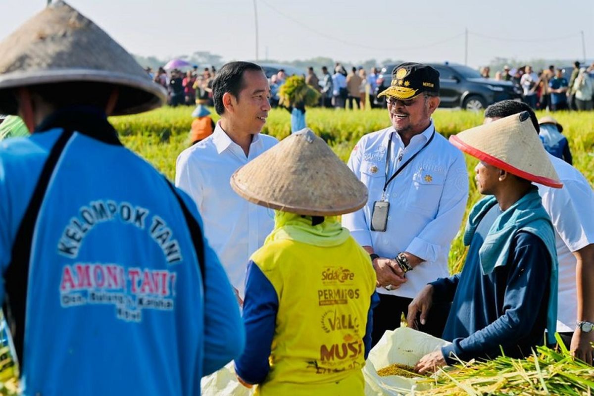 Presiden Republik Indonesia (RI) Joko Widodo (Jokowi) didampingi Menteri Pertanian Syahrul Yasin Limpo (Mentan SYL) menghadiri panen raya padi di Kabupaten Ngawi, Jawa Timur (Jatim), Sabtu (11/3/2023). 
