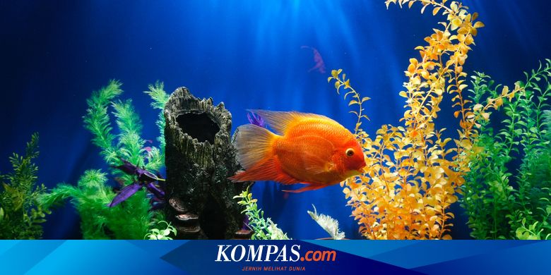 62+ Contoh Dekorasi Aquarium Air Tawar HD Terbaik