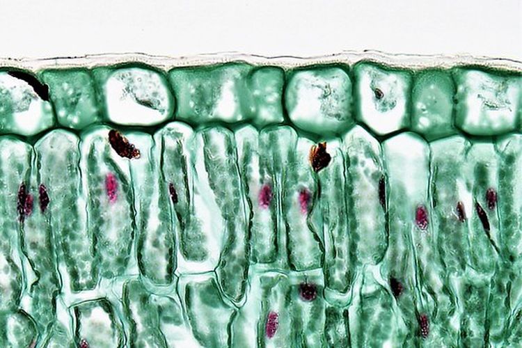 Kutikula daun terlihat seperti lapisan transparan di atas epidermis