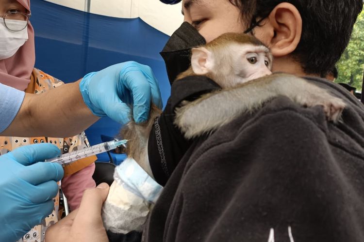 Salah satu hewan peliharaan yakni monyet yang mendapat vaksinasi rabies secara gratis di Gedung D Plaza Pemkot Bekasi pada Minggu (19/2/2023) pagi.