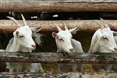 Curi Kambing Yayasan di Bojongsari Depok, Pelaku Hanya Sisakan Jeroan