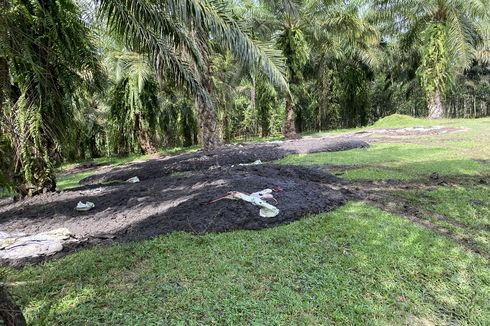 Limbah Kotoran Dibuang di Kebun Sawit dekat Pemukiman, Bau Busuk Tercium Ratusan Meter, Sungai Tercemar