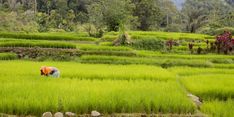 Kementan: Irigasi Perpompaan Punya Manfaat Besar untuk Petani