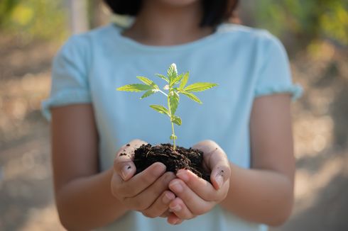 Cara Melestarikan Hutan agar Dapat Dimanfaatkan untuk Kegiatan Perekonomian