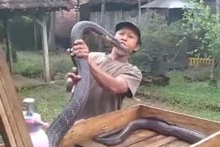 Sang pawang saat bersama ular king kobranya semasa hidup.