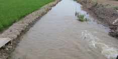 60 Ha Sawah di Mukomo Terancam Gagal Panen, Mentan Imbau Petani Ikut AUTP