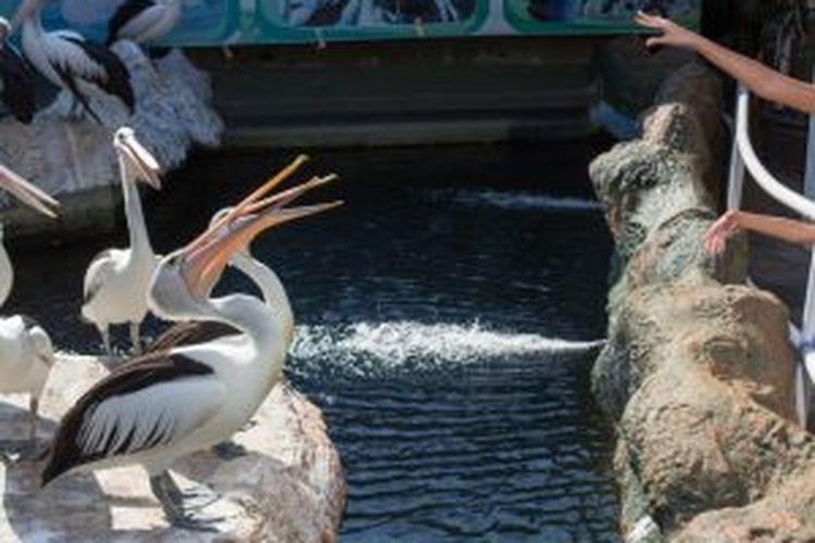 pelican show di Eco Green Park Batu