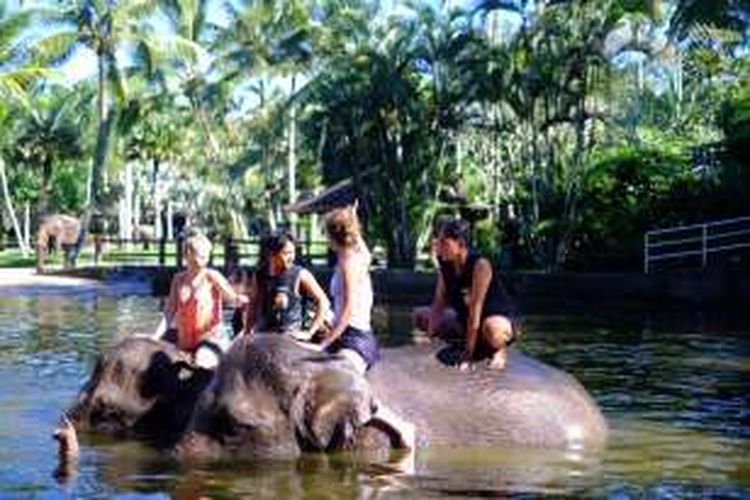 Turis naik gajah di Elephant Safari Park, Gianyar, Bali, Sabtu (19/3/2016).