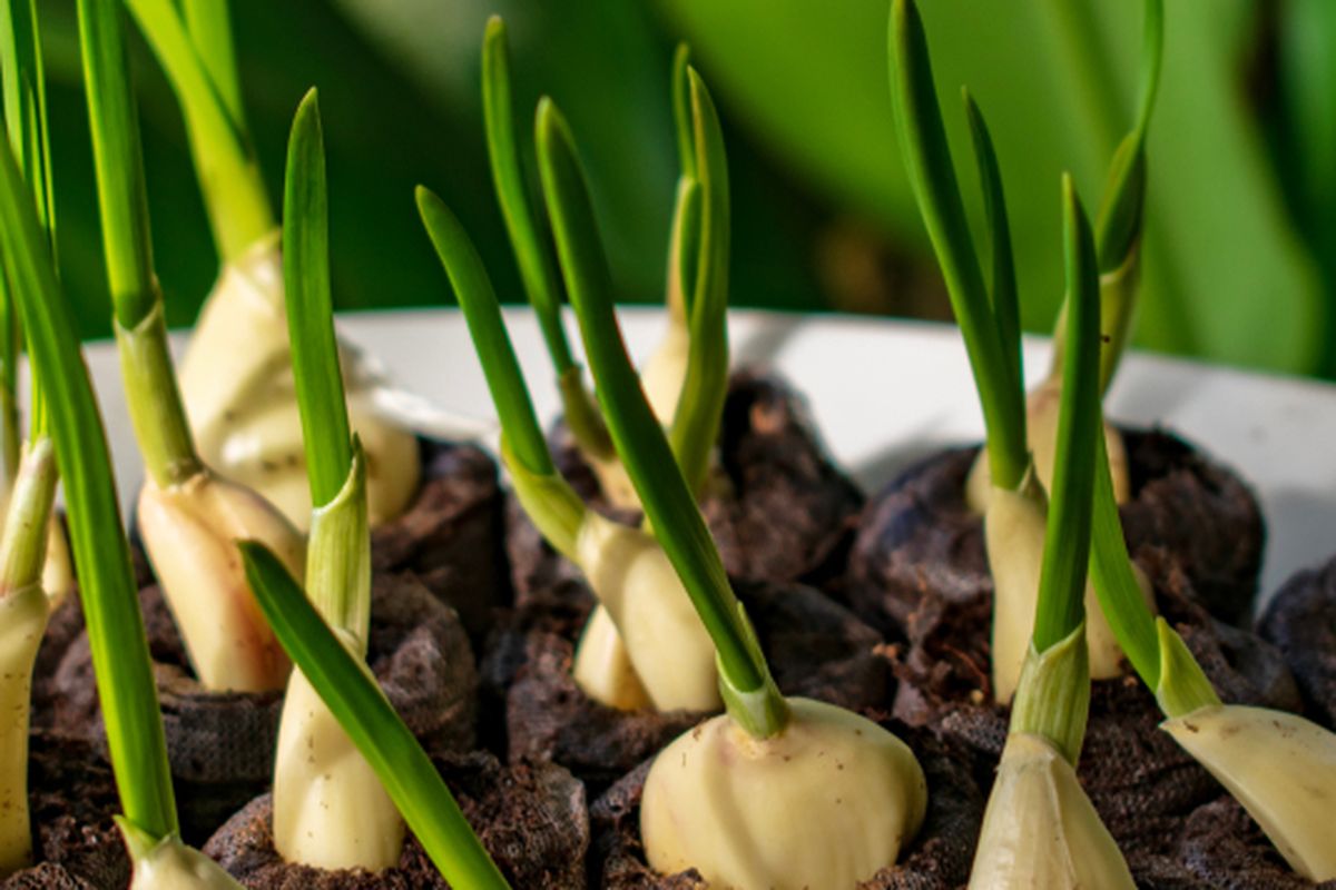 Ilustrasi menanam bawang putih. 