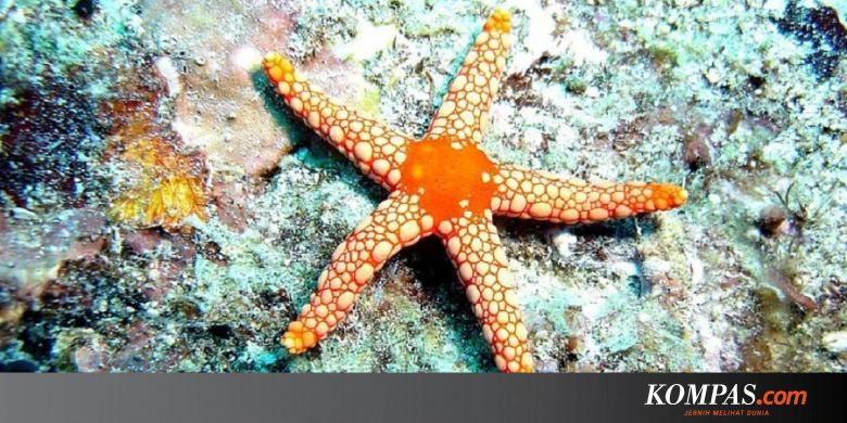 5 Hewan Dengan Kemampuan Regenerasi Mengagumkan Halaman All