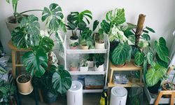 6 Rekomendasi Tanaman Hias Artifisial yang Cocok untuk Segarkan Hunian