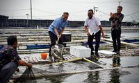 Koperasi Panen Perdana Ikan Kakap Putih dan Kerapu di Muaragembong, Ini Respon Kemenkop