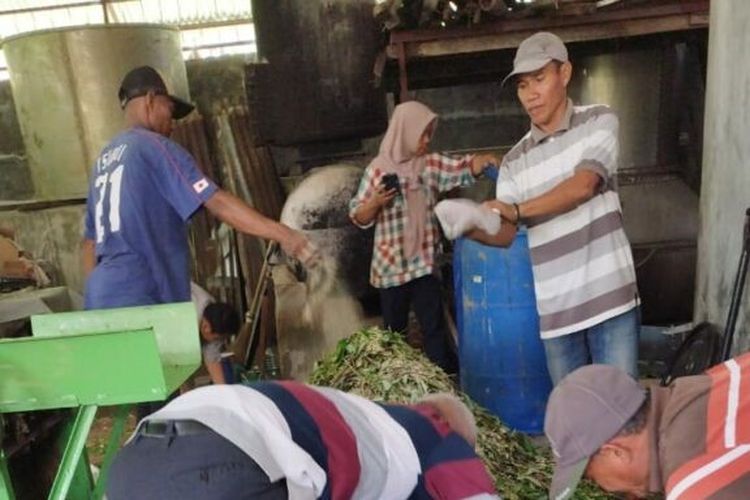 Para peternak kambing membuat pakan ternak alami.