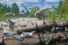 Jejak Burung dari Zaman Dinosaurus Ditemukan Lewat Fosil 73 Juta Tahun