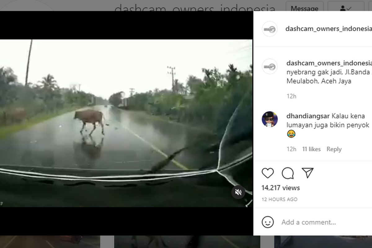 Tangkapan layar video hewan menyeberang jalan