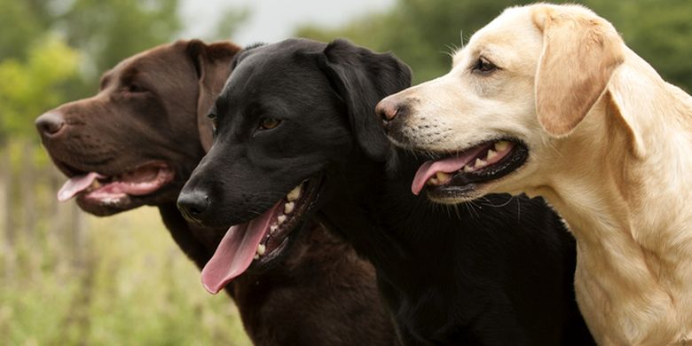 Alasan Anjing Labrador Cokelat Lebih Cepat Mati Dibanding Temannya