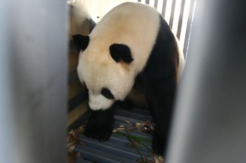 Dua Panda Raksasa dari China Dipinjamkan ke Indonesia untuk Pengembangbiakan
