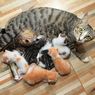 Penyebab Induk Kucing Tidak Mau Merawat Anaknya, Apa Solusinya?