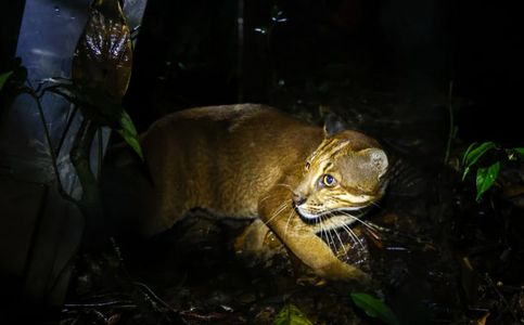 Indonesian Conservationists Release Golden Cats Into the Wild