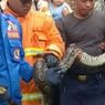 Petugas Evakuasi Ular Piton yang Masuk Area Pemandian di Banyuwangi