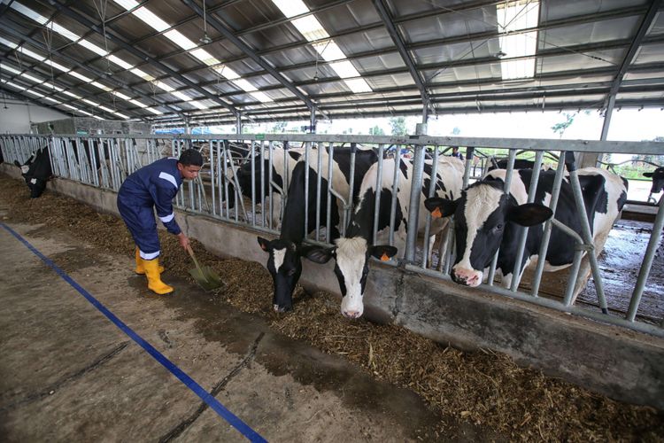 Suasana kandang sapi perah Desa Susu (Dairy Village), Ciater, Jawa Barat, Selasa (11/12/2018). Peternakan sapi perah mandiri modern dan berkelanjutan pertama di Indonesia ini merupakan kerjasama Frisian Flag Indonesia dan Koperasi Peternak Sapi Bandung Utara Lembang.