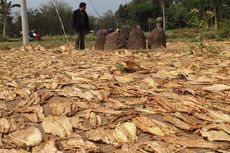 Petani Minta Pemerintah Pangkas Impor Tembakau